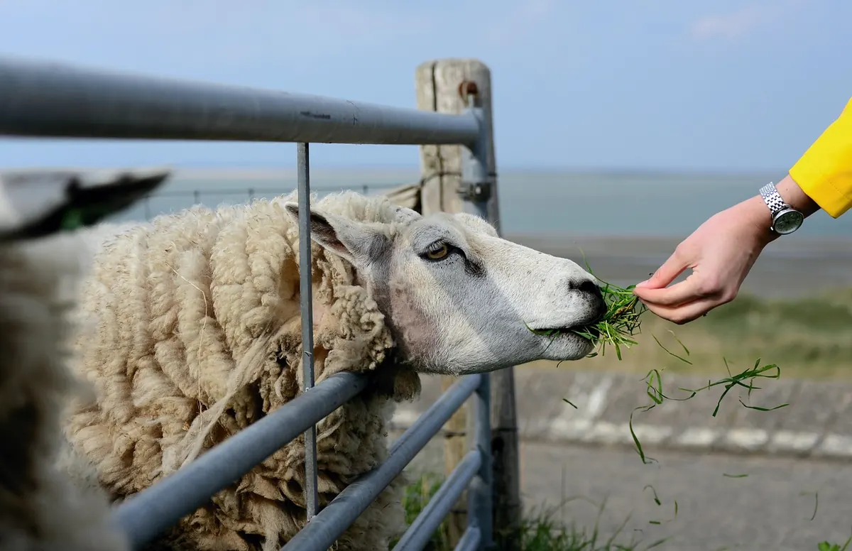 A Beginner's Guide to Using GPS Collars for Upland Sheep and Cattle Grazing Management