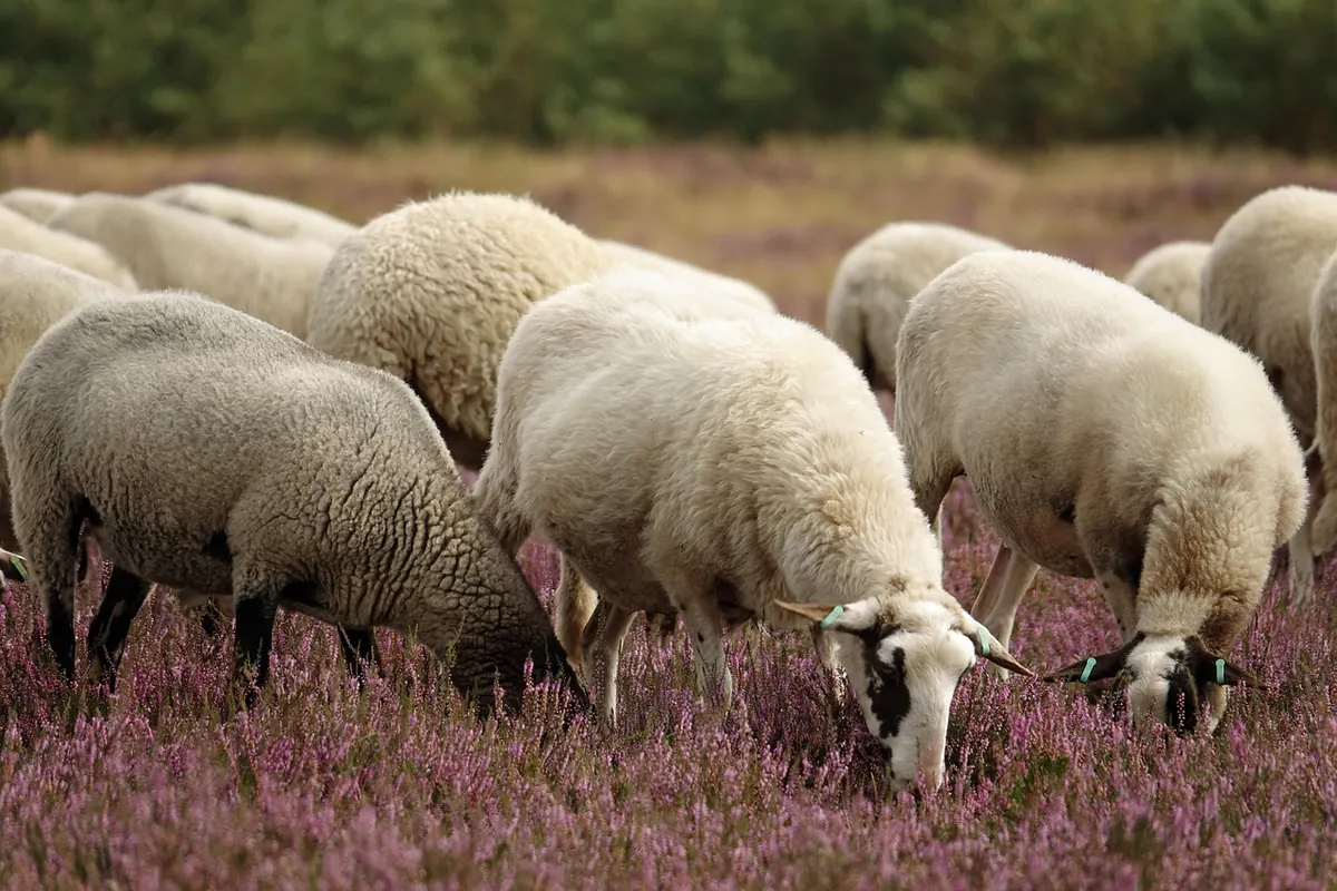 How to Set Up a Low-Cost LoRaWAN Sensor Network for Remote Moorland Peat Depth Monitoring